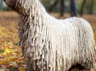 Ханга является представителем редкой породы овчарок.