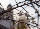 В Україні в середині листопада зацвіли сакури та бузок