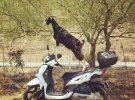 Этим парнокопытным не страшна никакая высота.