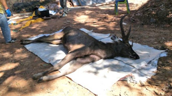 Мертвого оленя обнаружили в заповеднике Таиланда. Фото: ВВС