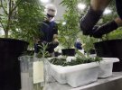 На заводі по вирощуванні марихуани готує кімнати під рослини,  миє та чисте усяке устаткування 