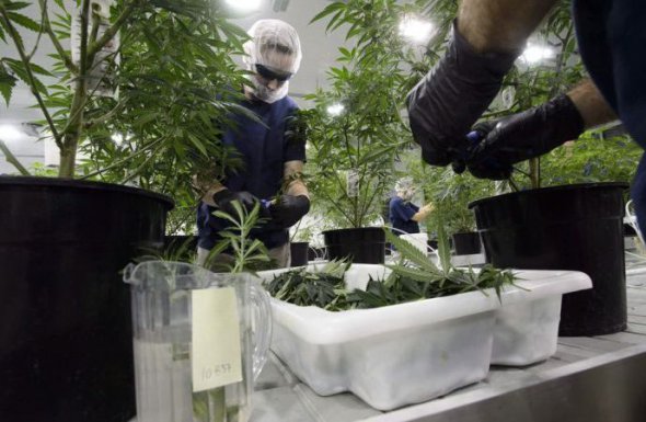 На заводі по вирощуванні марихуани готує кімнати під рослини,  миє та чисте усяке устаткування 