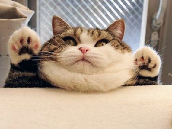 Коти своїм підборіддям показали як бути щасливими: фотодобірка наймиліших тварин 