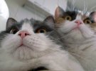 Коти своїм підборіддям показали як бути щасливими: фотодобірка наймиліших тварин 
