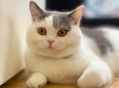 Коты своим подбородком показали как быть счастливыми: фотоподборка милых животных