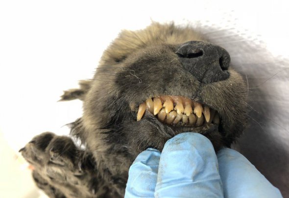 В Сибири обнаружили замерзшую собаку, которой 18 тыс. лет