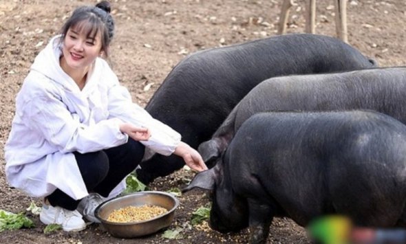 Бизнесмен подарит 300 свиней тому, кто женится на его дочери