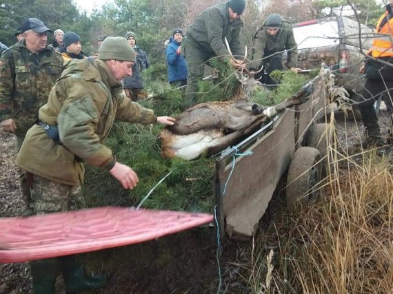 Спасатели вытащили оленя из льда