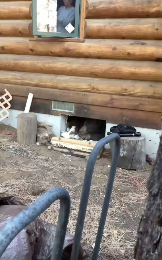 Медведь устроил берлогу в жилом доме в Сьерра-Невада, Калифорния.