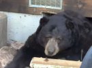 Медведь устроил берлогу в жилом доме в Сьерра-Невада, Калифорния.