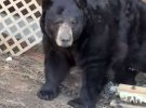 Ведмідь облаштував барліг у житловому будинку в Сьєрра-Невада, Каліфорнія.