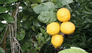 Лимони вирощують у добре освітлених приміщеннях при температурі 18—20 градусів тепла. Кожні два-три дні листя обприскують теплою водою 