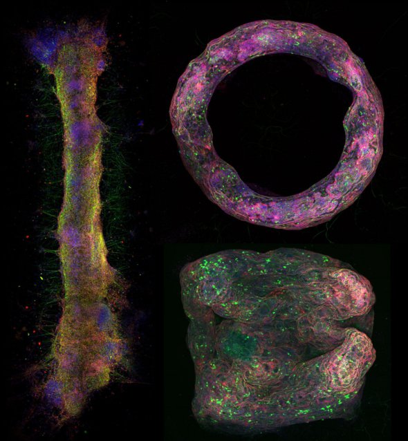 Различные структуры, созданные учеными из нервной ткани