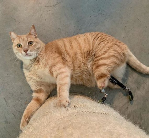 6-річний кіт Віто став першим біонічним котом в Італії