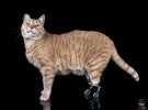 6-летний кот Вито стал первым бионическим котом в Италии