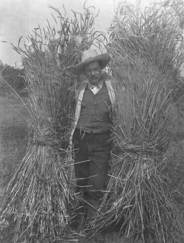Євген Чикаленко вирощував найновіші сорти пшениці