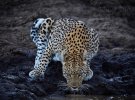 Африканский фотограф делает невероятные снимки диких животных