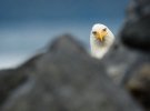 Добірка найсмішніших тварин, яких вистежив фотограф дикої природи Пол Джойсон-Хікс