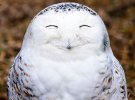 Добірка найсмішніших тварин, яких вистежив фотограф дикої природи Пол Джойсон-Хікс