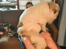 Даже став крупнее в несколько раз, чем сами хозяева, эти четырехлапые так же нуждаются в ласке и нежности, как и во времена, когда были маленькими щенками.