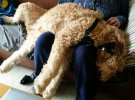 Даже став крупнее в несколько раз, чем сами хозяева, эти четырехлапые так же нуждаются в ласке и нежности, как и во времена, когда были маленькими щенками.