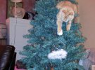 Для кого украшение елки — развлечение, так это для котов.