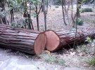 Вырубка деревьев в Воронцовском парке Алупки