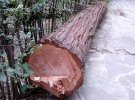 Вырубка деревьев в Воронцовском парке Алупки