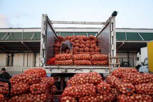 На гуртових ринках України цибулю зараз продають по 6,5–7,5 гривні. У квітні 2019-го вона коштувала рекордно дорого — 28 гривень. Після збору нового врожаю подешевшала. Кілограм картоплі коштує 6,5–8,5, моркви — 3–5, буряка — 4,5–5, капусти — 3–5,5 гривні