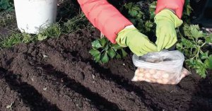 На горбистій ділянці цибулинам дістається більше світла. Це підвищує стійкість до хвороб