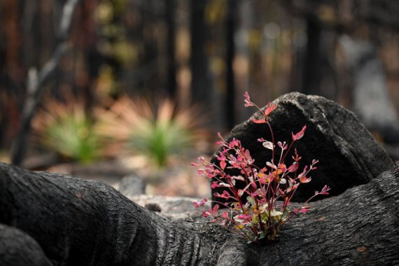 Австралійські ліси, де пожежа спалила все, що могло горіти, починають відновлюватись