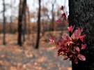 Австралийские леса, где пожар сжег все, что могло гореть, начинают восстанавливаться