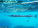 Рыба-игла проткнула шею 16-летнему индонезийцу