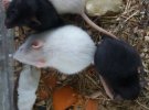 Крысы входят в десятку самых умных животных