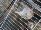 Крысы входят в десятку самых умных животных 