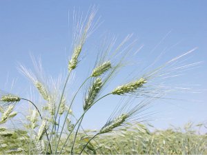 Тверду яру пшеницю ”Нащадок” сіють відразу, як тільки це дозволяє поле