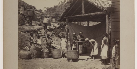 Як збирали чай і каву на Шрі-Ланці