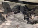 Депутат російської Держдуми Айрат Хайруллін розбився на приватному вертольоті у Татарстані