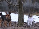 Новосанжарські кіт та пес контролюють, аби у селищі не сіяли паніку