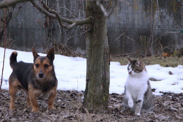Новосанжарські кіт та пес контролюють, аби у селищі не сіяли паніку