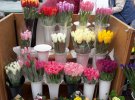 Мужчины чаще всего покупают букеты тюльпанов, которые стоят от 170 до 375 гривен