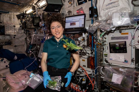 Открытие 2020: вырастили салат в космосе