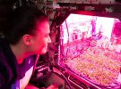 Відкриття 2020: виростили салат у космосі