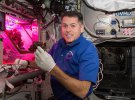 Открытие 2020: вырастили салат в космосе