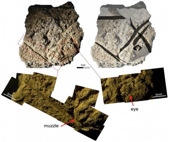 Небольшие камни с изображением "солнца" и буйвола нашли в доисторической пещере