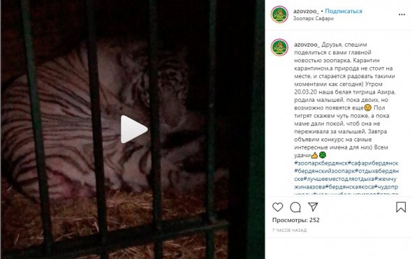 У білої тигриці в Бердянському зоопарку народилися малюки