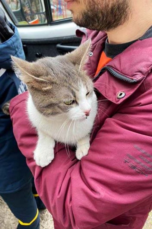 У Дніпрі врятували кішку, яка випала з балкону 9-го поверху будинку