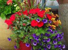 Ампельный цветник: как высадить цветы в трубу