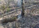 Відразу дві масштабні пожежі зафіксували у львівському парку «Знесіння» у понеділок, 6 квітня