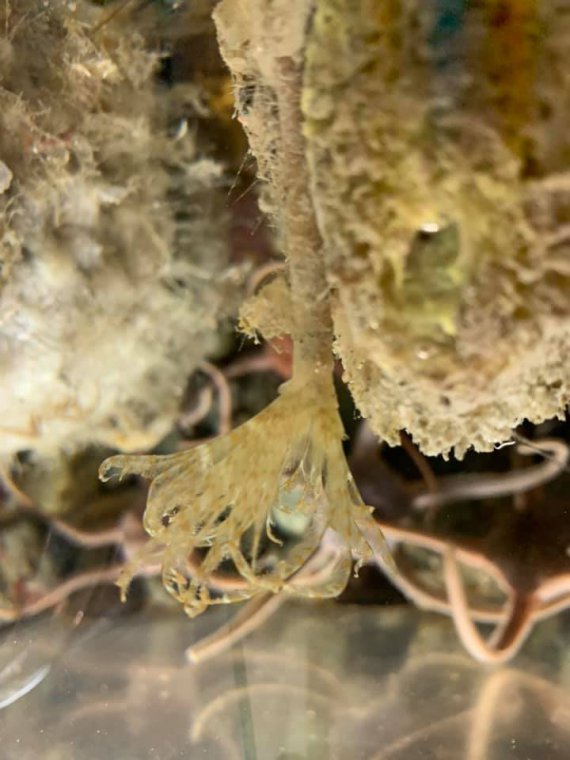 Исследователи сами сконструировали сетку, с помощью которой обнаружили редкие виды на глубине